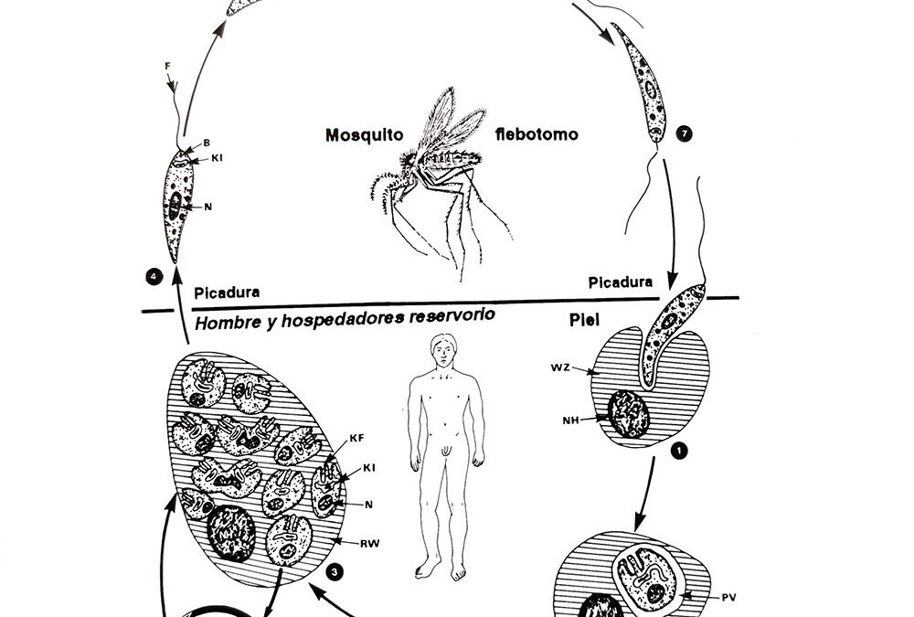 9.-Alopurinol