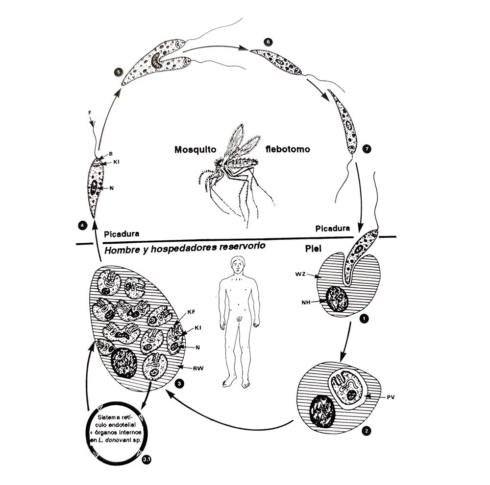 alopurinol